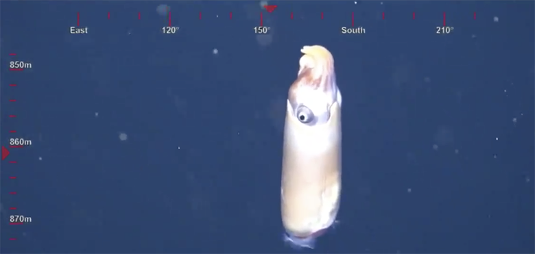 تماشا کنید: کشف ماهی مرکب نادری که تمام دانسته ها و پیش فرض های دانشمندان را برهم زد و آن ها را شوکه کرد