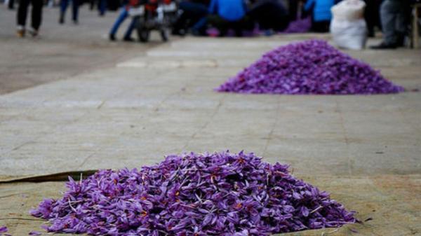 برداشت زعفران از کشتزارهای تربت جام آغاز شد برداشت زعفران از کشتزارهای تربت جام آغاز شد
